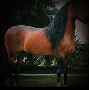 Meet your Posher, Gerardo